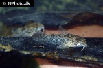 corydoras cochui corydoras cochui