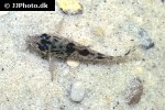 corydoras diphyes corydoras diphyes