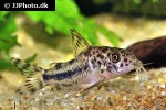 corydoras diphyes corydoras diphyes