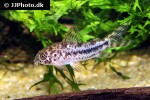corydoras diphyes corydoras diphyes
