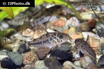 corydoras diphyes corydoras diphyes