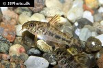 corydoras diphyes corydoras diphyes