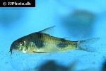 corydoras ehrhardti corydoras ehrhardti