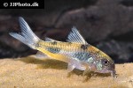 corydoras ehrhardti corydoras ehrhardti