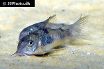 corydoras ehrhardti corydoras ehrhardti