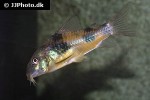 corydoras ehrhardti corydoras ehrhardti