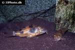 corydoras ehrhardti corydoras ehrhardti