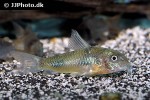 corydoras ehrhardti corydoras ehrhardti
