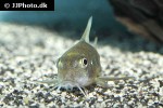 corydoras ehrhardti corydoras ehrhardti