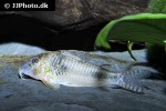 corydoras ellisae corydoras ellisae