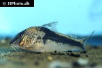 corydoras fowleri corydoras fowleri