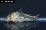 corydoras fowleri corydoras fowleri