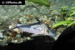 corydoras fowleri corydoras fowleri