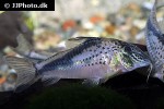 corydoras fowleri corydoras fowleri