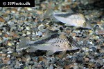 corydoras fowleri corydoras fowleri