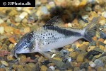 corydoras fowleri corydoras fowleri