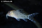 corydoras fulleri corydoras fulleri