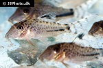 corydoras fulleri corydoras fulleri