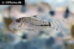 corydoras fulleri corydoras fulleri