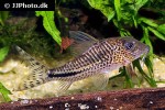 corydoras fulleri corydoras fulleri
