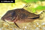 corydoras fulleri corydoras fulleri