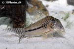 corydoras fulleri corydoras fulleri