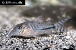 corydoras fulleri corydoras fulleri