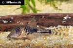 corydoras fulleri corydoras fulleri