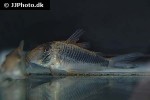 corydoras geoffroy corydoras geoffroy