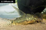 corydoras gryphus corydoras gryphus