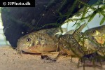 corydoras gryphus corydoras gryphus