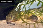 corydoras gryphus corydoras gryphus