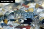 corydoras gryphus corydoras gryphus