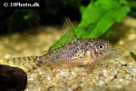 corydoras gryphus corydoras gryphus