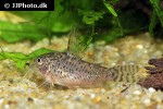 corydoras gryphus corydoras gryphus