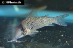 corydoras iiap corydoras iiap