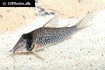corydoras iiap corydoras iiap