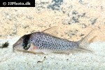 corydoras iiap corydoras iiap