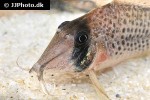 corydoras iiap corydoras iiap