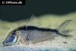 corydoras narcissus corydoras narcissus