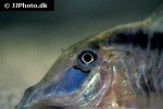 corydoras narcissus corydoras narcissus