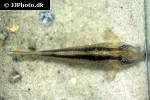 corydoras narcissus corydoras narcissus