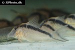 corydoras narcissus corydoras narcissus