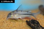 corydoras nattereri corydoras nattereri