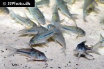 corydoras nattereri corydoras nattereri