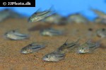 corydoras nattereri corydoras nattereri
