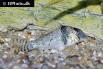 corydoras orcesi corydoras orcesi
