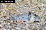 corydoras orcesi corydoras orcesi