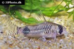 corydoras ortegai corydoras ortegai