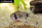 corydoras ortegai corydoras ortegai